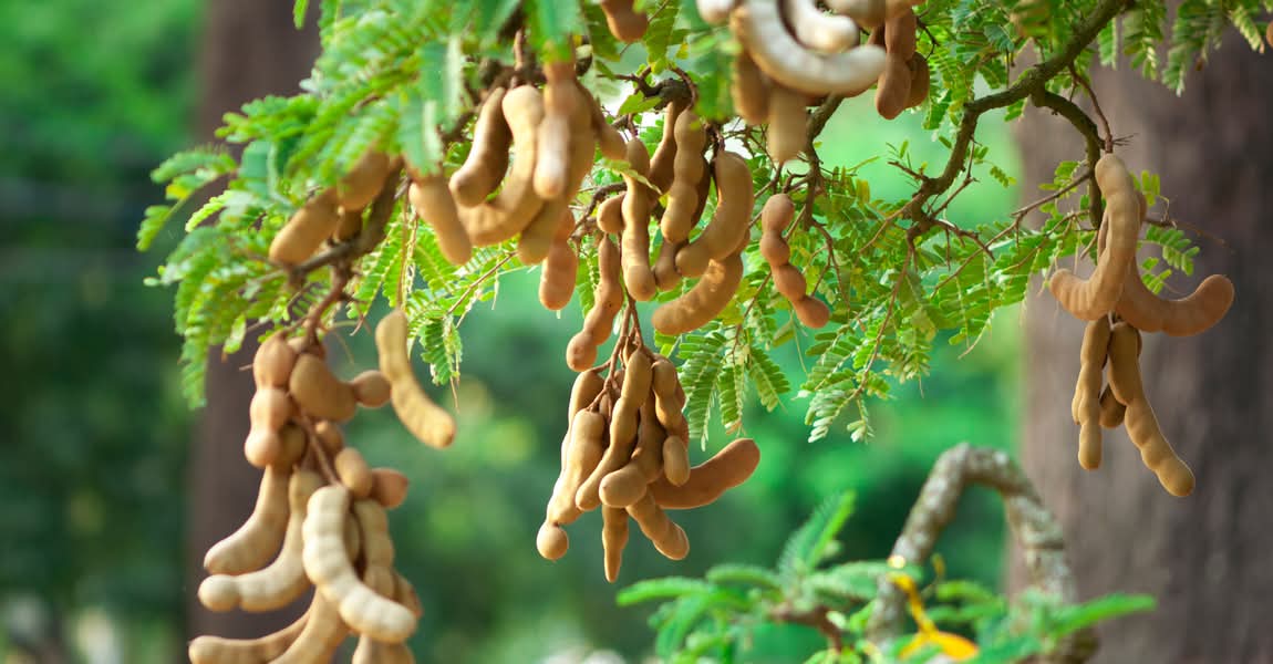 CHỢ ĐẦU MỐI ME THÁI, ME DỐT BỘT