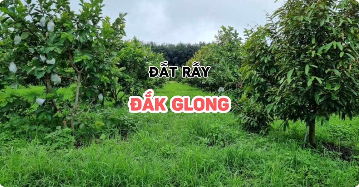 Đất rẫy Đắk Glong Đắk Nông