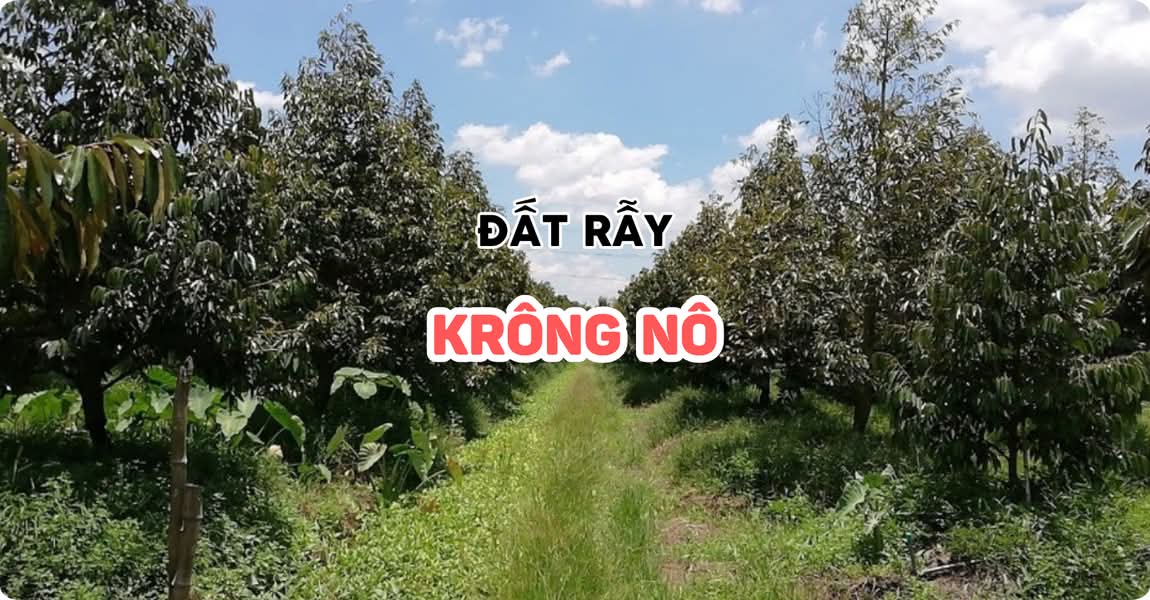 Đất rẫy Krông Nô Đắk Nông