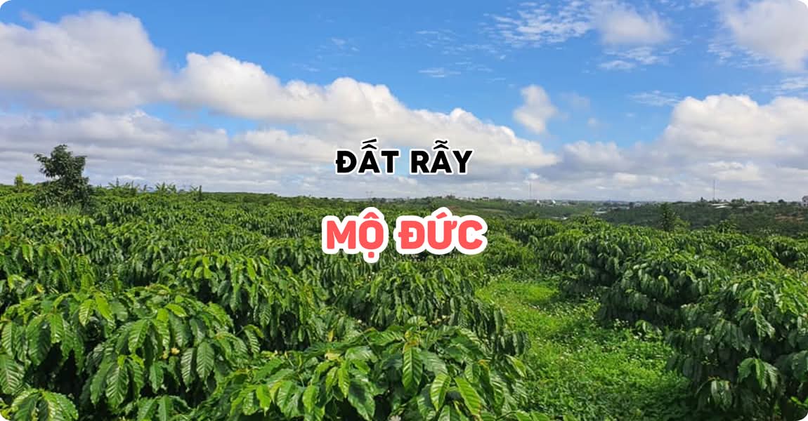 Đất rẫy Mộ Đức Quảng Ngãi