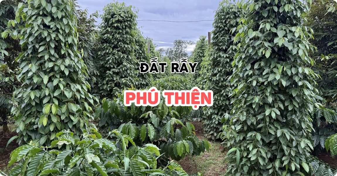 Đất rẫy Phú Thiện