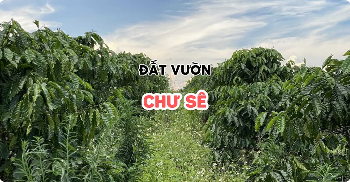 Đất vườn Chư Sê Gia Lai