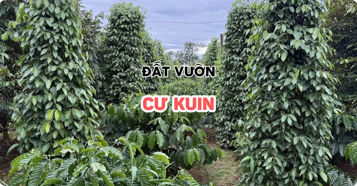 Đất vườn Cư Kuin Đắk Lắk