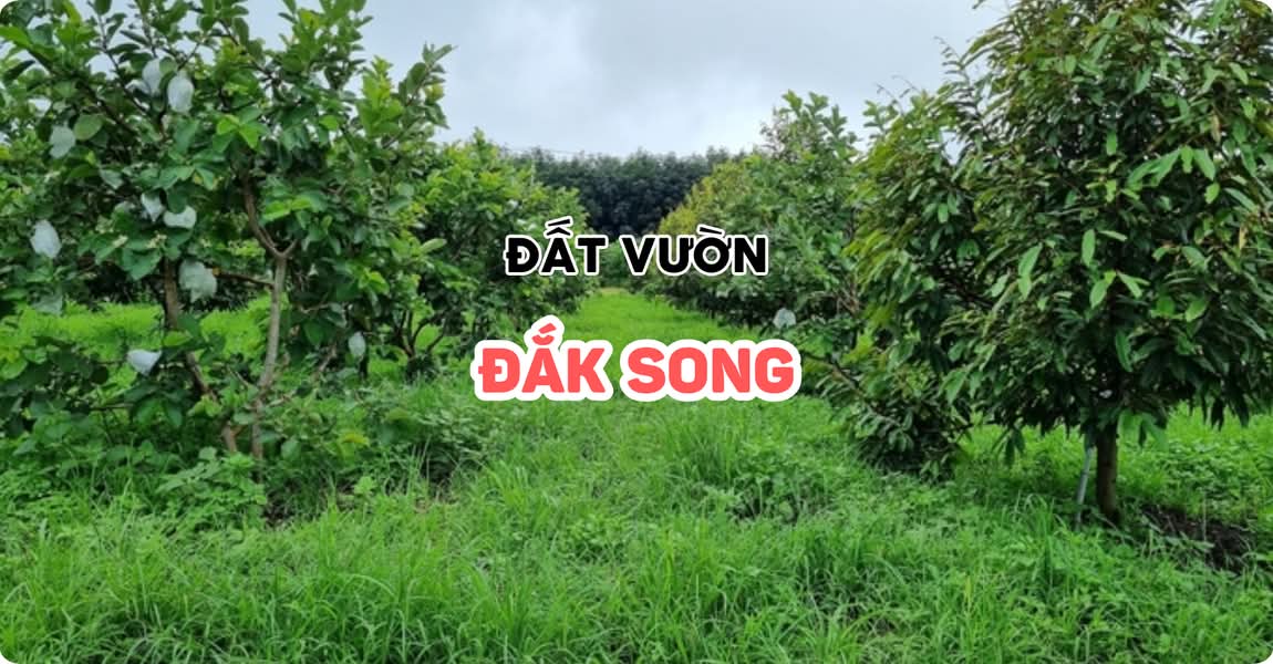 Đất vườn Đắk Song Đắk Nông