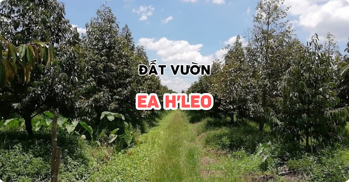 Đất vườn Ea H’Leo Đắk Lắk