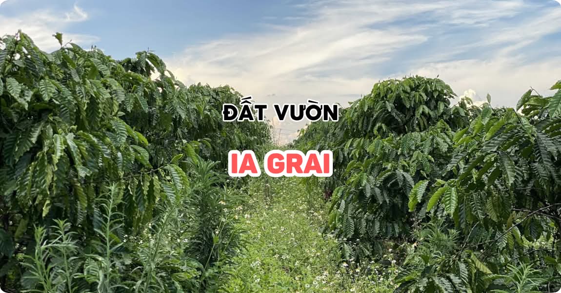 Đất vườn Ia Grai Gia Lai