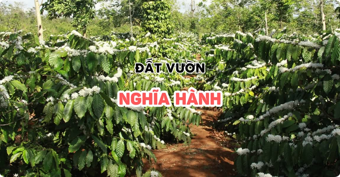 Đất vườn Nghĩa Hành Quảng Ngãi