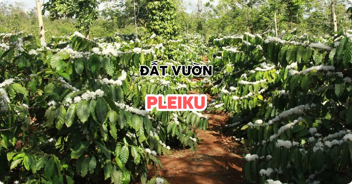 Đất vườn Pleiku Gia Lai