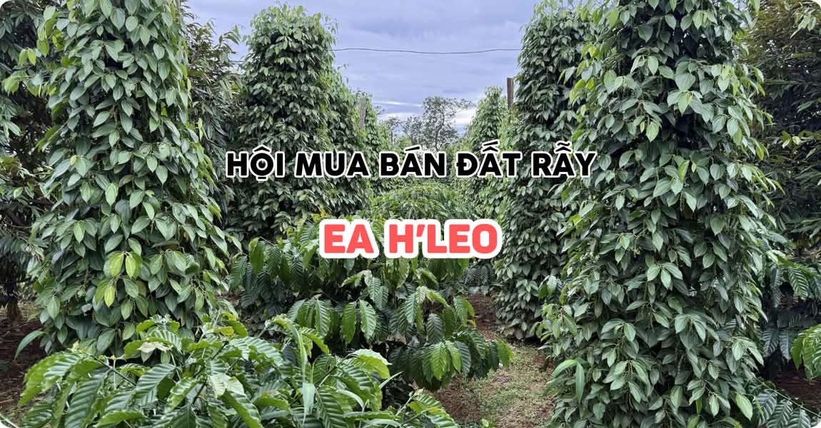 Hội mua bán đất rẫy Ea H’Leo Đắk Lắk