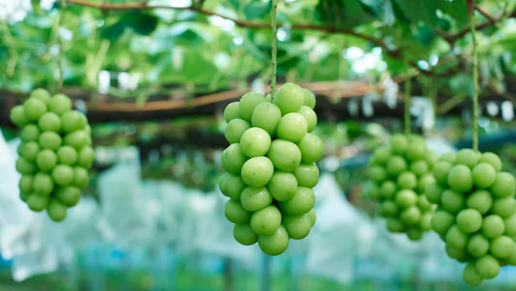 Hội Nghiện Trái Cây Nhập Khẩu Tân Bình