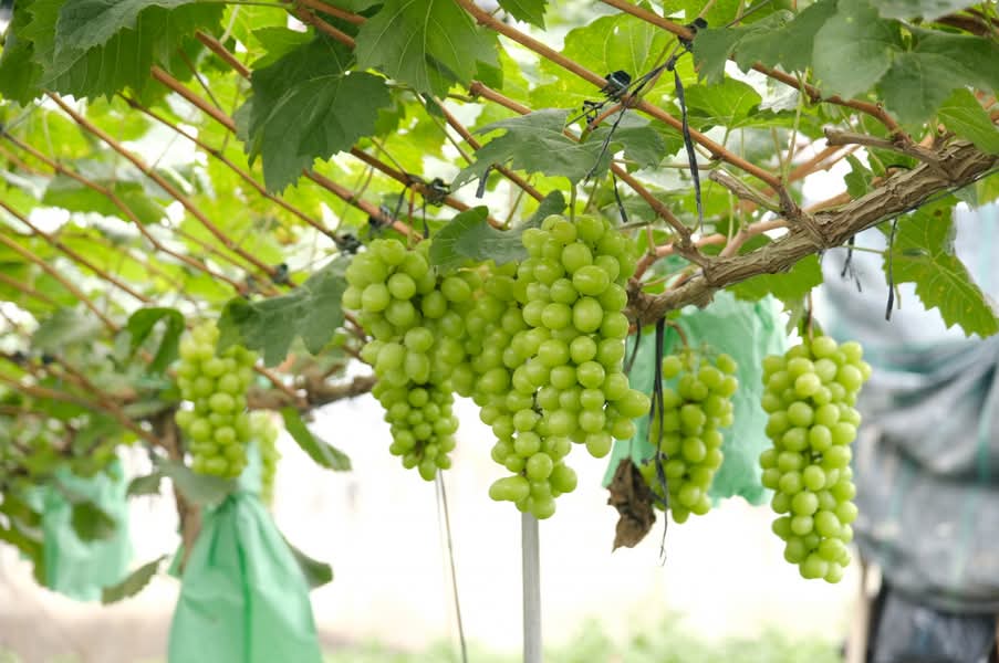 Hội Yêu Thích Trái Cây Nhập Khẩu Quận 8