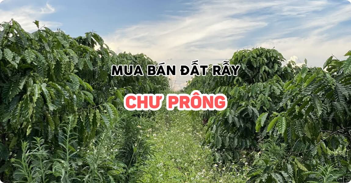 Mua bán đất rẫy Chư Prông Gia Lai
