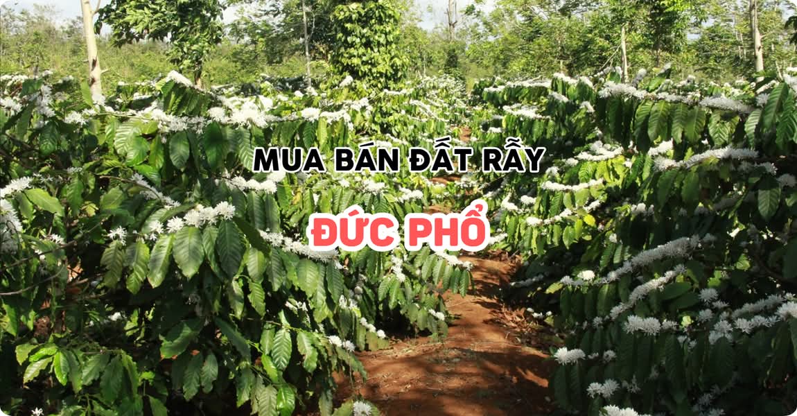 Mua bán đất rẫy Đức Phổ Quảng Ngãi