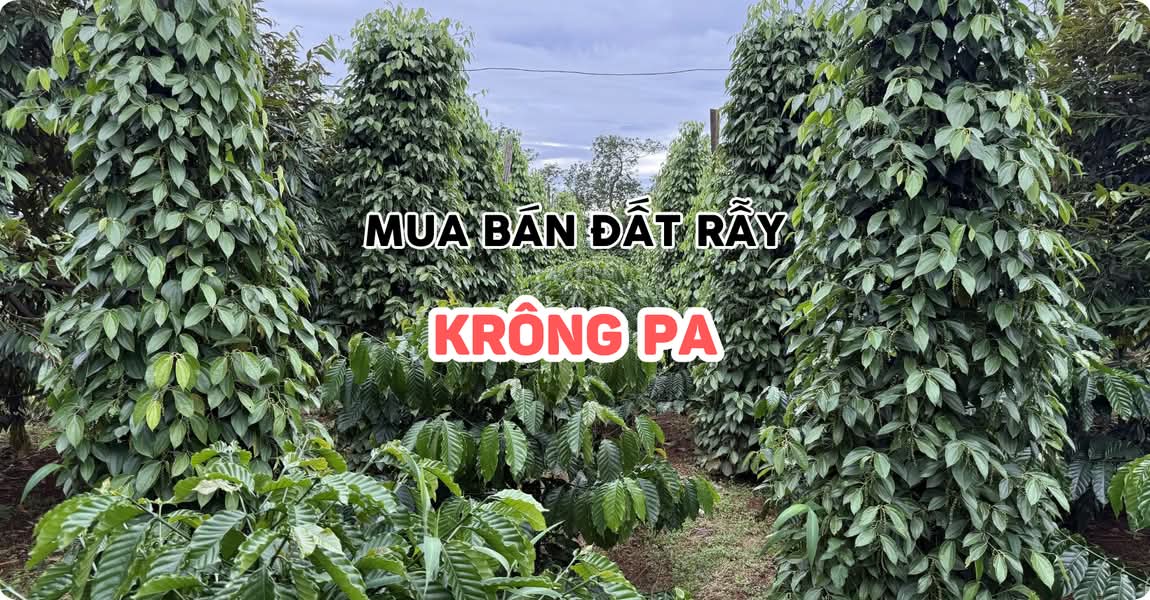 Mua bán đất rẫy Krông Pa Gia Lai