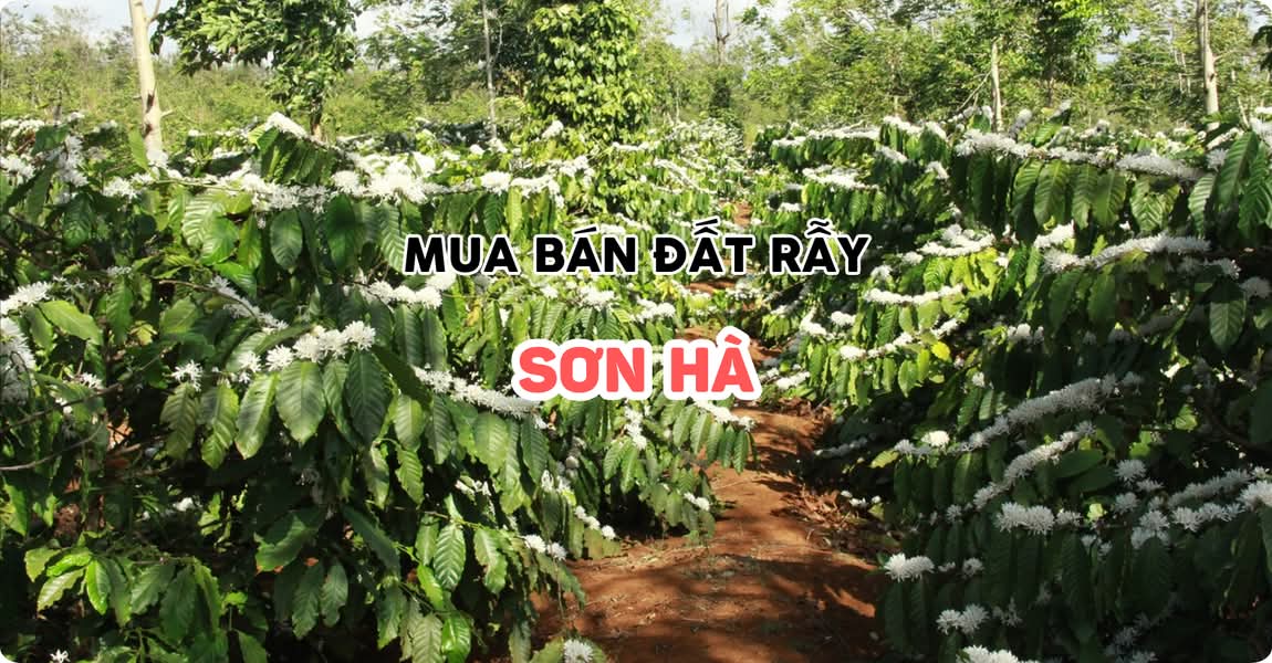 Mua bán đất rẫy Sơn Hà Quảng Ngãi