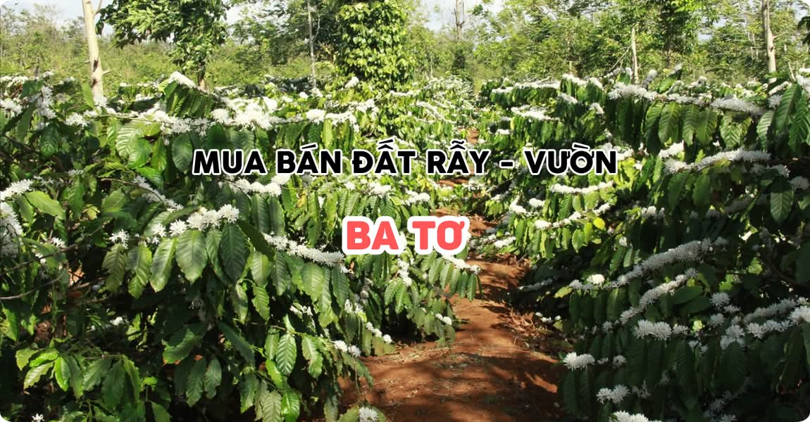 Mua bán đất rẫy - vườn Ba Tơ Quảng Ngãi