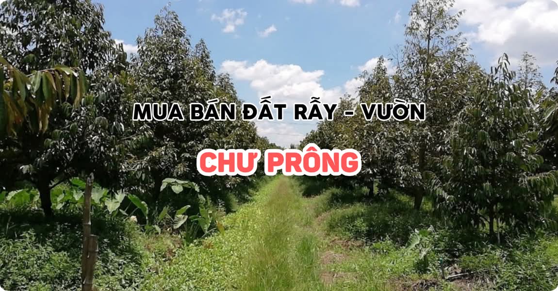 Mua bán đất rẫy - vườn Chư Prông Gia Lai