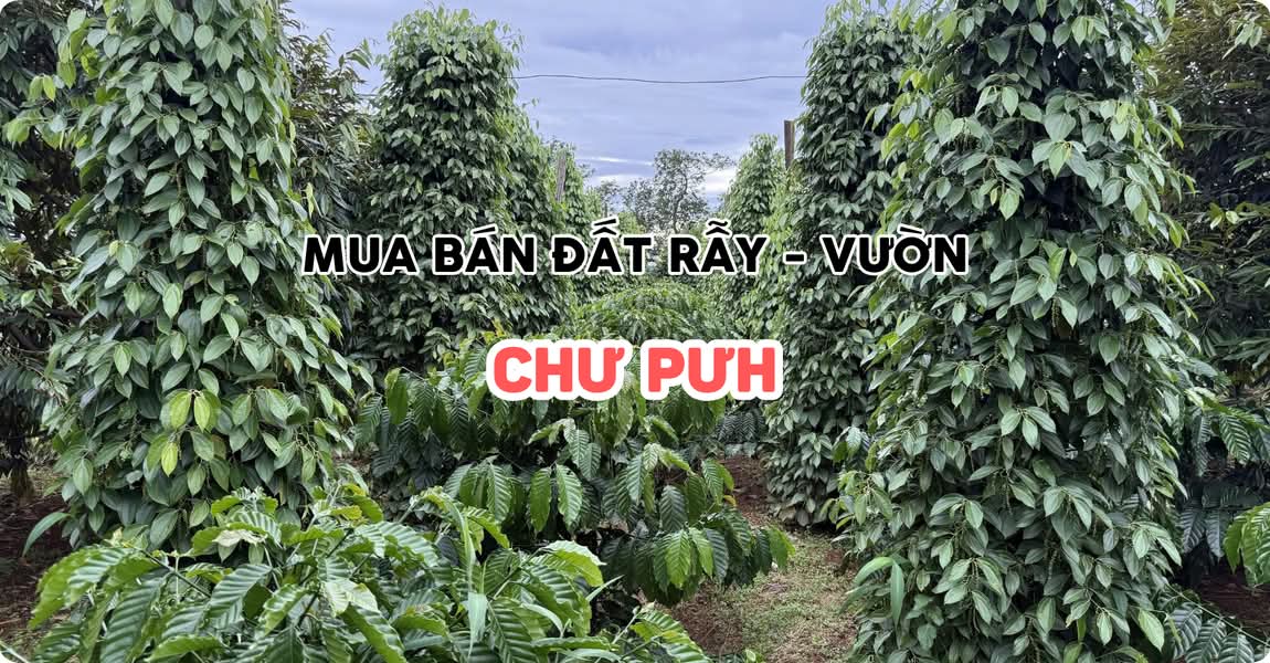 Mua bán đất rẫy - vườn Chư Pưh Gia Lai