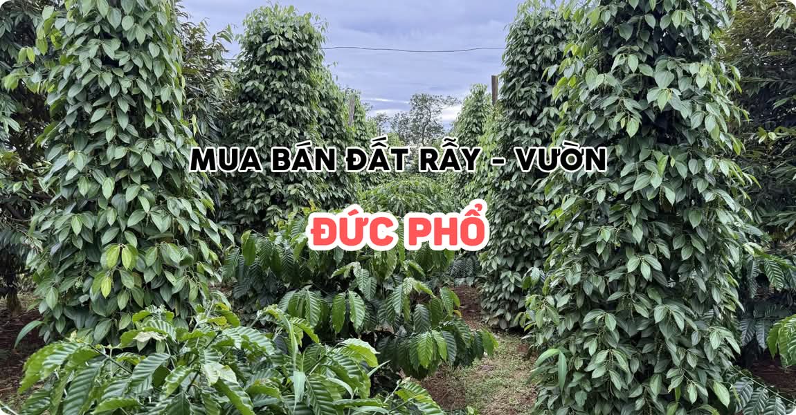 Mua bán đất rẫy - vườn Đức Phổ Quảng Ngãi