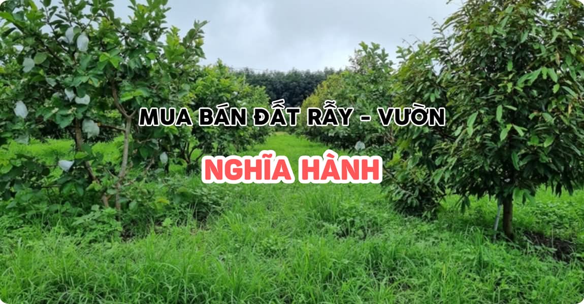 Mua bán đất rẫy - vườn Nghĩa Hành Quảng Ngãi