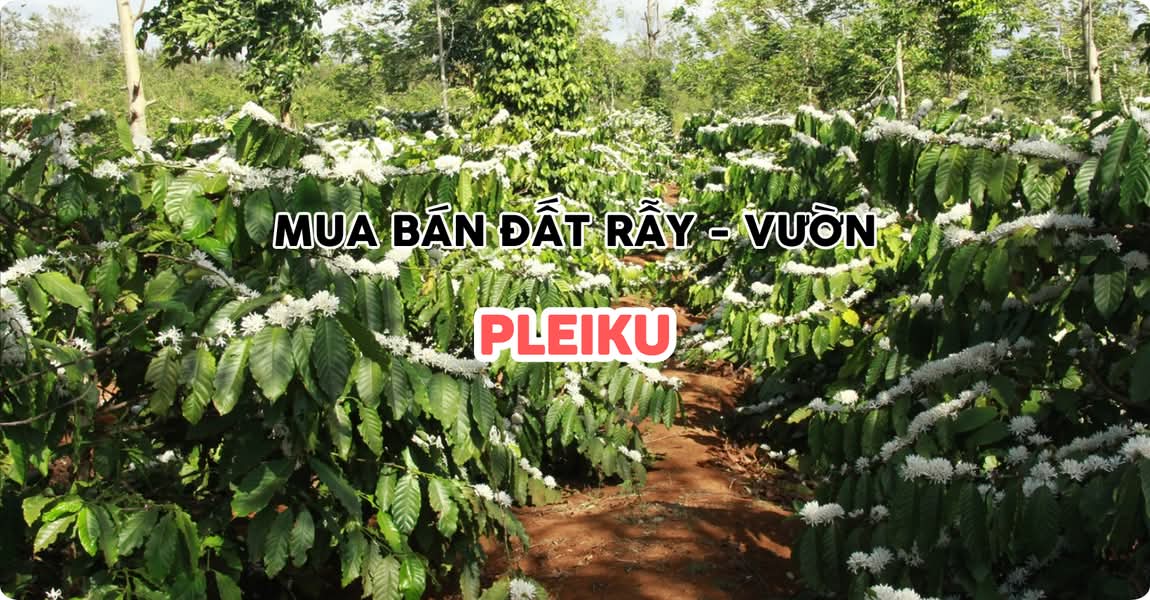 Mua bán đất rẫy - vườn Pleiku Gia Lai
