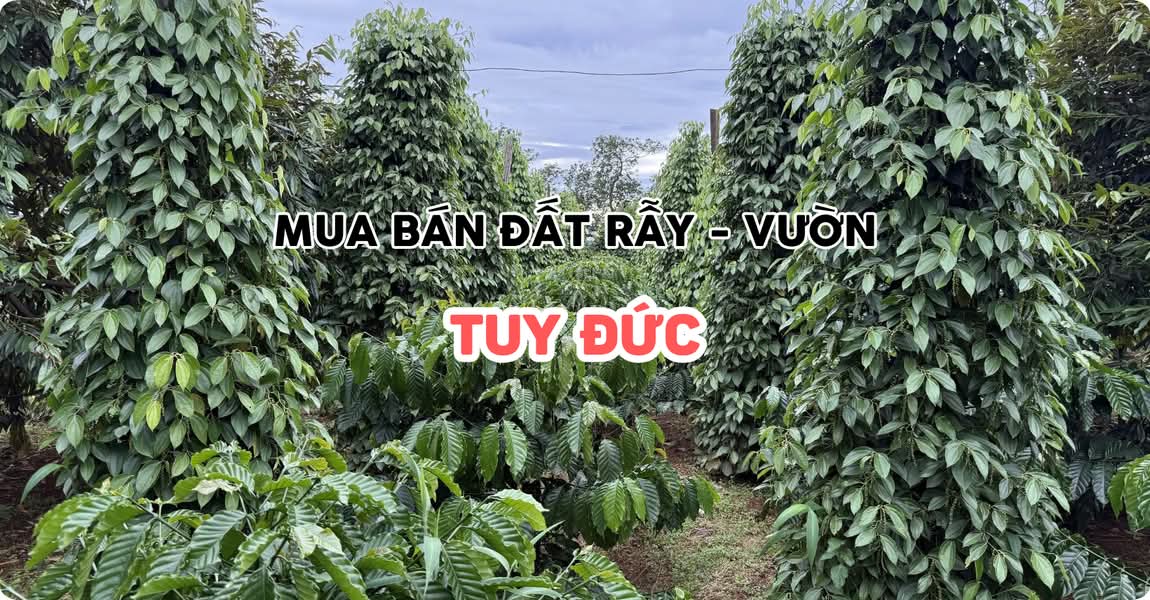 Mua bán đất rẫy - vườn Tuy Đức Đắk Nông