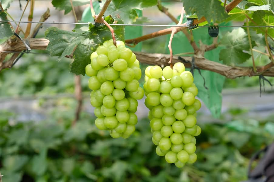 Trái Cây Nhập Khẩu Giá Tốt Quận 9