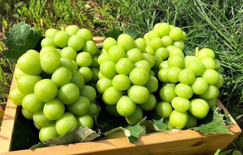 Trái Cây Nhập Khẩu Sạch Nhà Bè